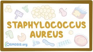 Staphylococcus aureus [upl. by Myna478]