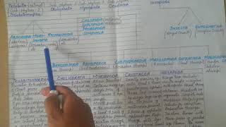 Classification Of Phylum Arthropoda In Detail  Subphylums Of Arthropoda [upl. by Jed]