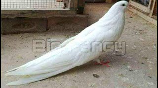 BEST and BIGGEST fancy pigeon breed in the WORLD collection  pouter pigeon loft  pouter pigeon [upl. by Junko]