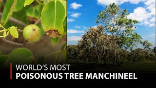 World’s Most Poisonous Tree Manchineel  12am News [upl. by Ainaj943]