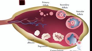 Ovarian Cysts [upl. by Mann296]