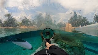 Dolphin Plunge 4K OnRide Aquatica Orlando [upl. by Enniroc]