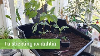 Fler dahlia med sticklingar [upl. by Eenej]