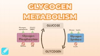 Regulation of Glycogen Metabolism [upl. by Irik]