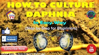 HOW TO CULTURE DAPHNIA In Easy Way [upl. by Elttil]