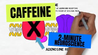 2Minute Neuroscience Caffeine [upl. by Eenert]