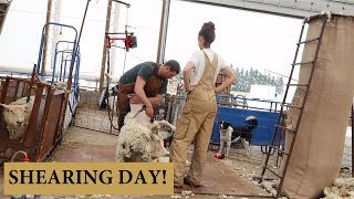 How We Shear Our Sheep THE CHARLIE METHOD Vlog 141 [upl. by Greg]