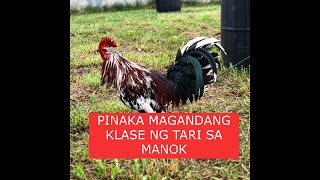 Sabong tips PINAKA MAGANDANG KLASE NG TARI SA MANOK [upl. by Ainud206]