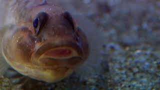 Cnidarians  Anemone Catches Goby [upl. by Austina]