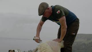 Blade sheep shearing demonstration [upl. by Akined]