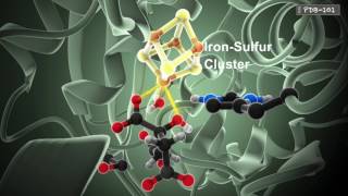 How Enzymes Work from PDB101 [upl. by Murray]