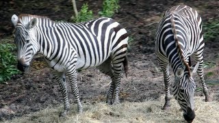 Kilimanjaro Safaris Full Ride POV  Zebras Disneys Animal Kingdom WALT DISNEY WORLD FL [upl. by Nitsrik]