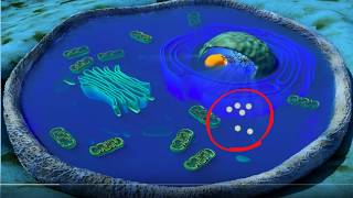 Cell organelles basics [upl. by Orimisac]