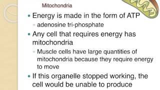 Cell Organelles Structure amp Function [upl. by Doykos]